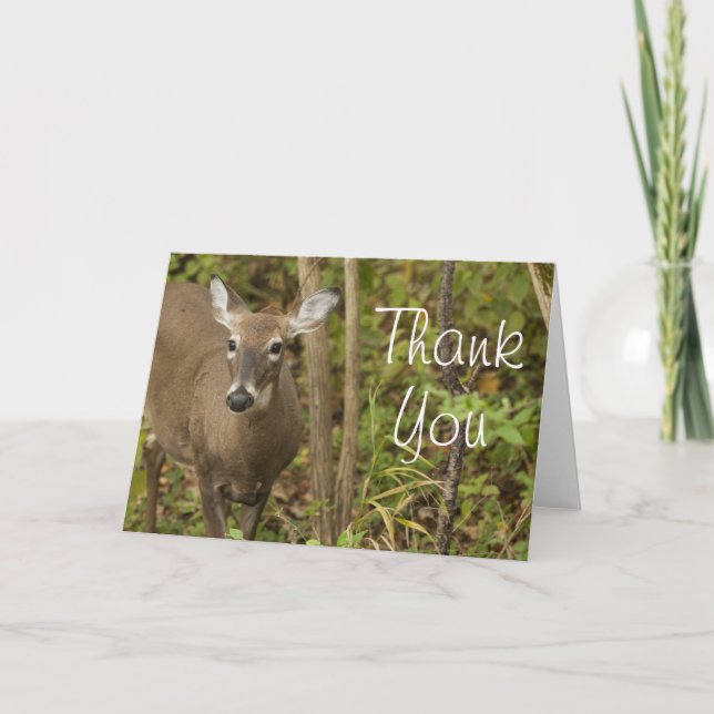 White Tailed Deer Thank You Card (Front)