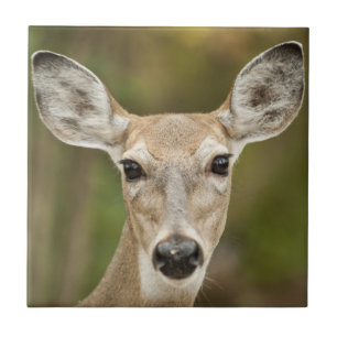 White Tailed Deer Tile
