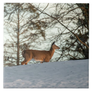 White Tailed Deer Tile
