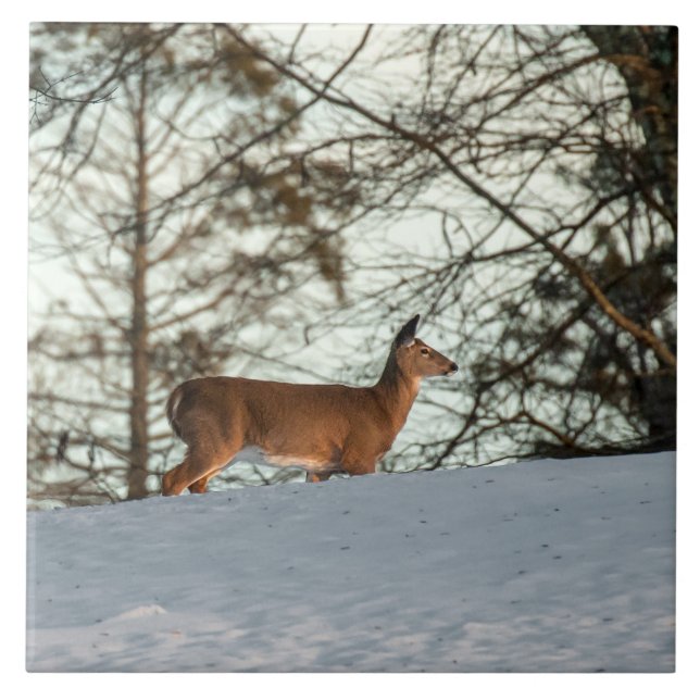 White Tailed Deer Tile (Front)