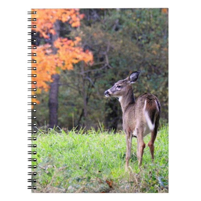 White Tailed Deer Up Close  Notebook (Front)