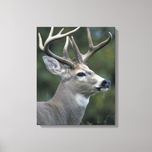 White-tailed Deer   Washington State Canvas Print