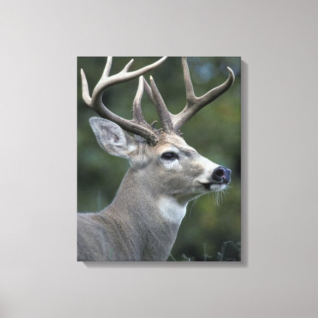 White-tailed Deer | Washington State Canvas Print (Front)