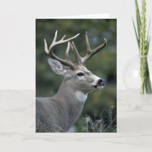 White-tailed Deer   Washington State Card