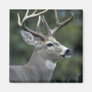 White-tailed Deer Washington State Magnet