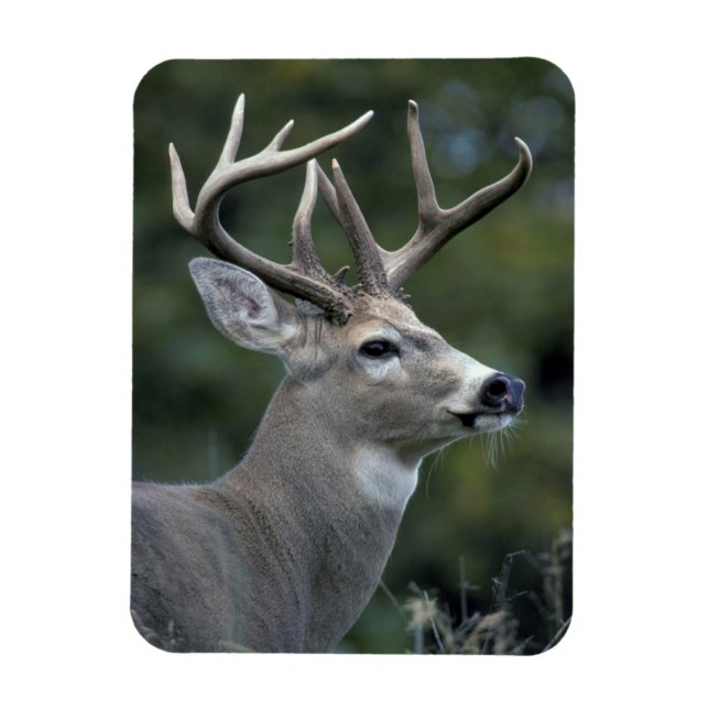 White-tailed Deer | Washington State Magnet (Vertical)