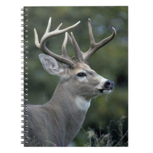 White-tailed Deer   Washington State Notebook