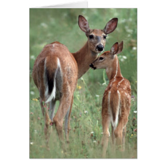 White-tailed deer with fawn