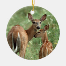 White-tailed Deer with Her Fawn