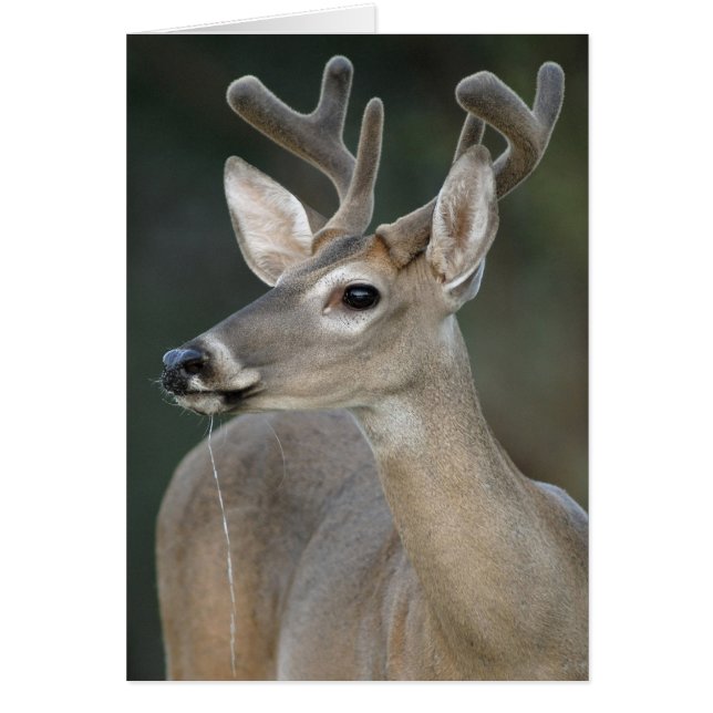 White-tailed Deer With Velvet Antlers (Front)