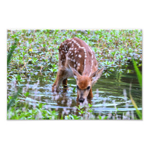 White-tailed fawn drinking Photo Enlargement