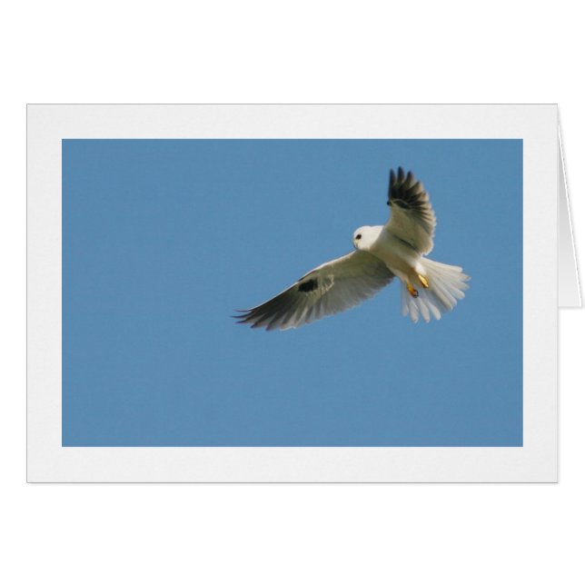 White-tailed Kite (Front Horizontal)