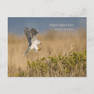 White-tailed Kite Postcard