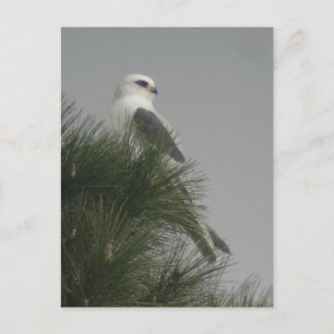 White-tailed Kite Postcard