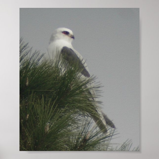White-tailed Kite Poster (Front)