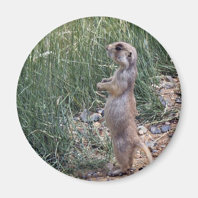 White-tailed prairie dog magnet (Front)
