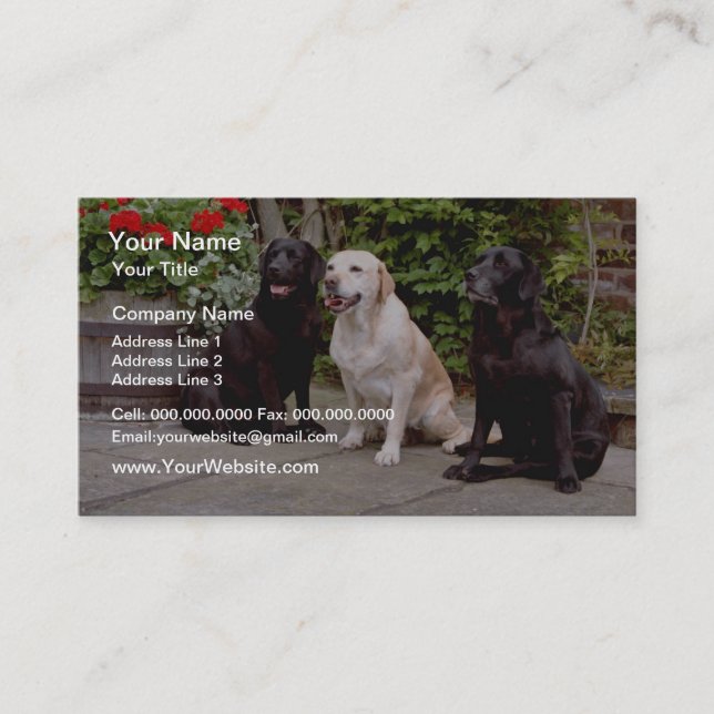 White Three Labrador retrievers sitting flowers Business Card (Front)