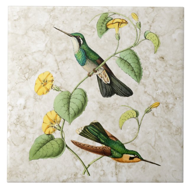 White Throat Mountain Gem Hummingbird Ceramic Tile (Front)