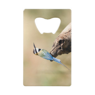 White throated Bee-eater