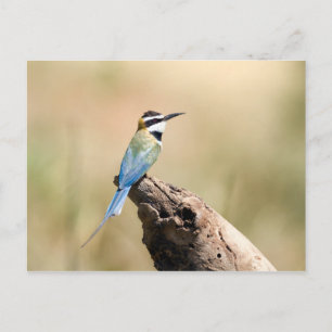 White throated Bee-eater Postcard