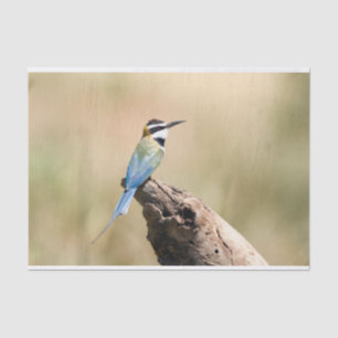 White throated Bee-eater Tissue Paper