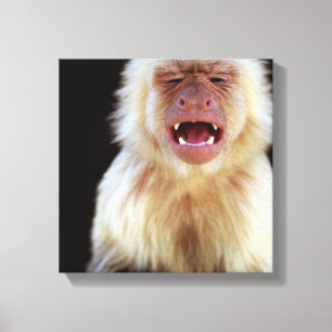White-throated capuchin (Cebus capucinus) Canvas Print