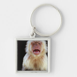 White-throated capuchin (Cebus capucinus) Key Ring