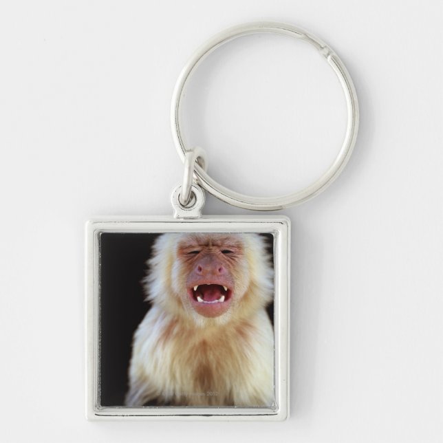 White-throated capuchin (Cebus capucinus) Key Ring (Front)