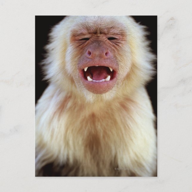 White-throated capuchin (Cebus capucinus) with Postcard (Front)