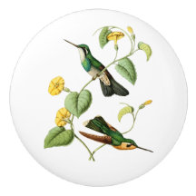 White Throated Mountain Gem Hummingbird