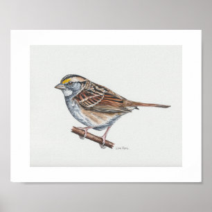 White-throated Sparrow Art Print