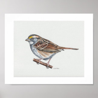 White-throated Sparrow Art Print