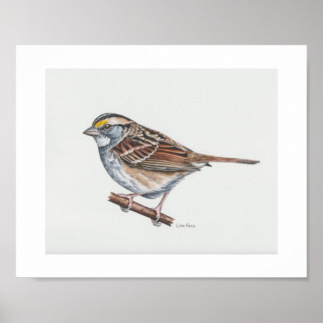 White-throated Sparrow Art Print (Front)