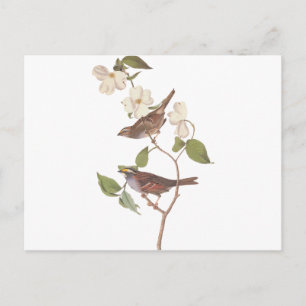 White Throated Sparrow Audubon Reproduction Postcard