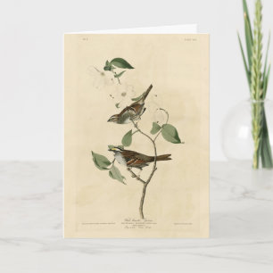 White throated Sparrow, Audubon's Birds of America Card