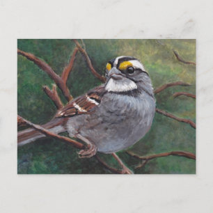White Throated Sparrow Bird Art Postcard