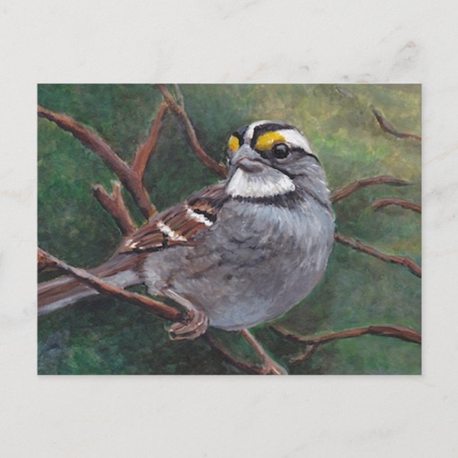 White Throated Sparrow Bird Art Postcard (Front)