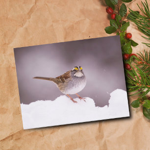 White Throated Sparrow In Winter  Postcard
