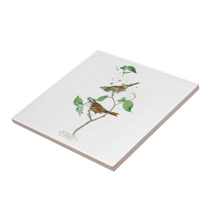 White Throated Sparrow John Audubon Birds America Tile