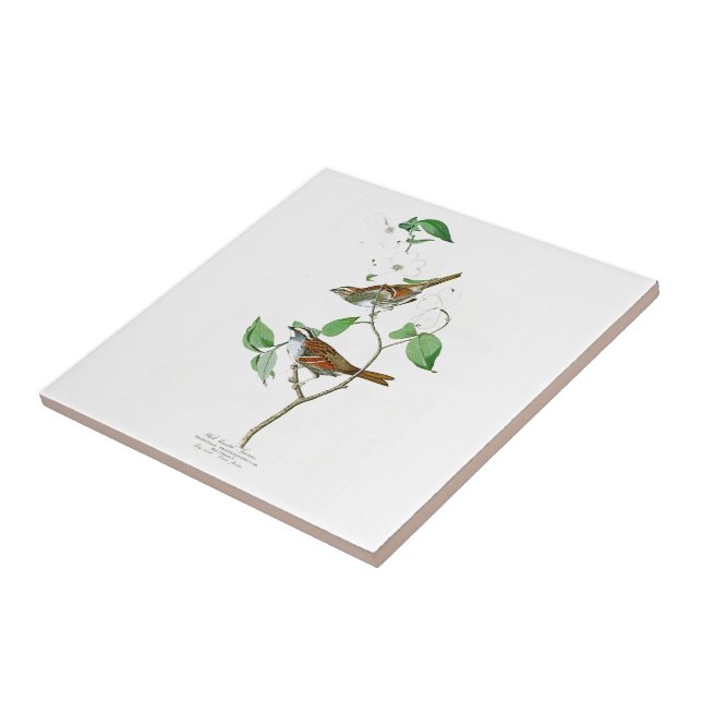 White Throated Sparrow John Audubon Birds America Tile (Side)