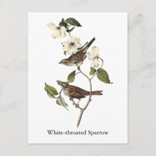 White-throated Sparrow - John Audubon Postcard
