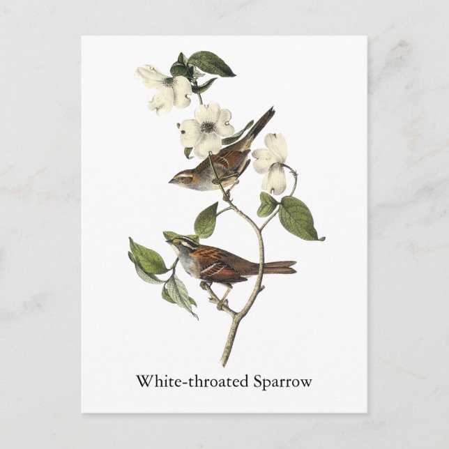 White-throated Sparrow - John Audubon Postcard (Front)