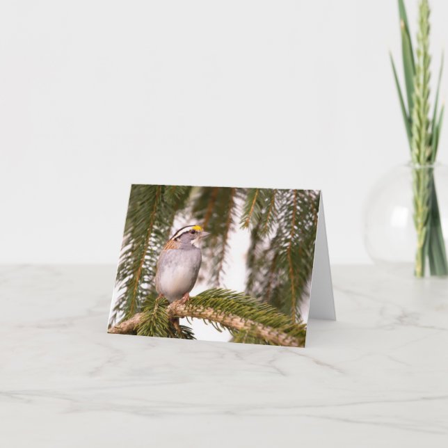 White Throated Sparrow Note Cards (Front)