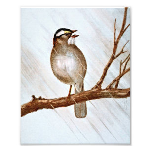 White Throated Sparrow Photo Print