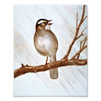 White Throated Sparrow Photo Print