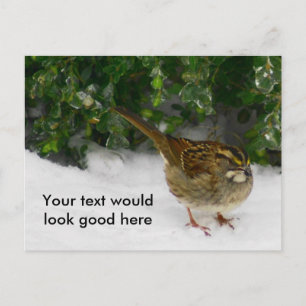 White-throated Sparrow Postcard