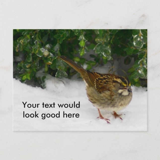 White-throated Sparrow Postcard (Front)