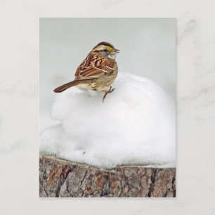 White-throated Sparrow Postcard