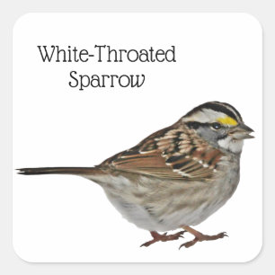 White-Throated Sparrow Square Sticker
