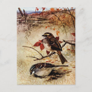 White-Throated Sparrows and Fall Leaves Postcard
